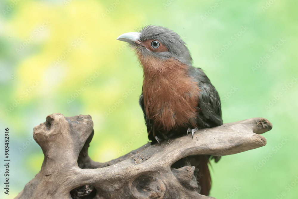 Fototapeta premium A young chestnut-breasted malkoha hunts for small insects on a rotting tree trunk. This beautifully colored bird has the scientific name Phaenicophaeus curvirostris.