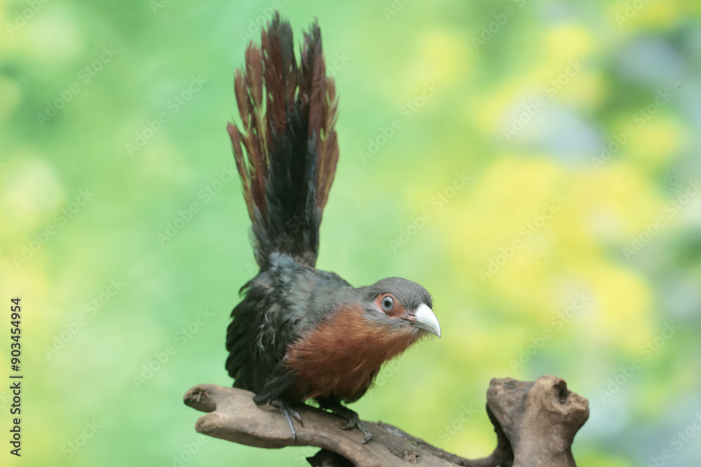 A young chestnut-breasted malkoha hunts for small insects on a rotting tree trunk. This beautifully colored bird has the scientific name Phaenicophaeus curvirostris. A young chestnut-breasted malkoha hunts for small insects on a rotting tree trunk. This beautifully colored bird has the scientific name Phaenicophaeus curvirostris.