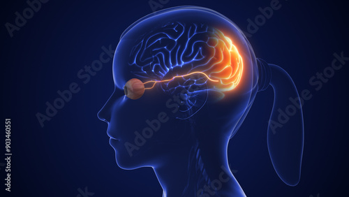 The optic nerve and its visual connection with the brain
