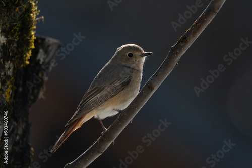 robin on branch