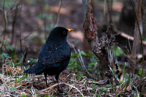 blackbird on the ground
