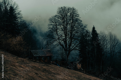 fog in the forest