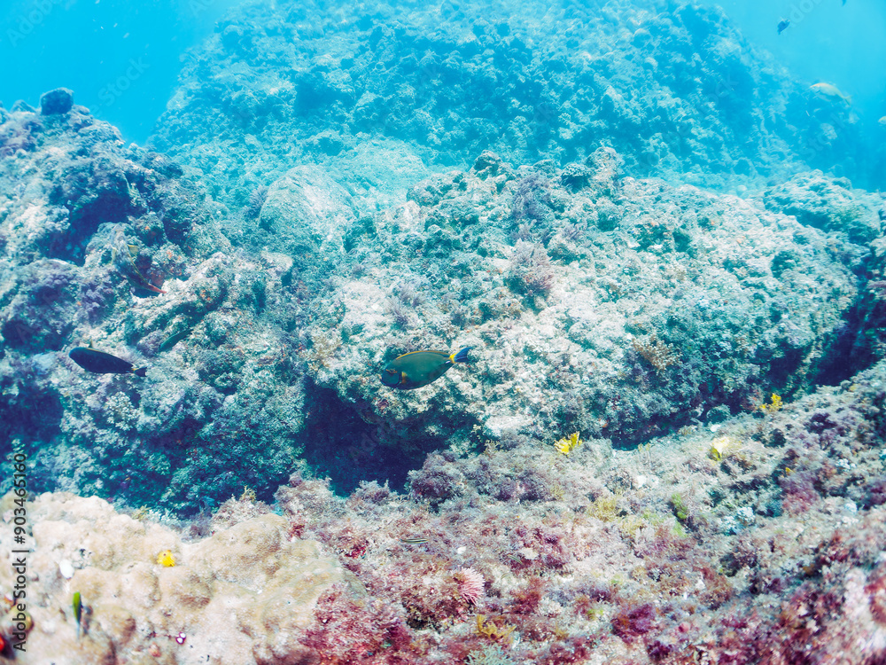 Fototapeta premium 美しいニセカンランハギ（ニザダイ科）他の群れ。日本国静岡県伊豆半島賀茂郡南伊豆町中木から渡し船で渡るヒリゾ浜-2024年7月Beautiful Pencil surgeonfish (Acanthurus dussumieri), and other schools. 