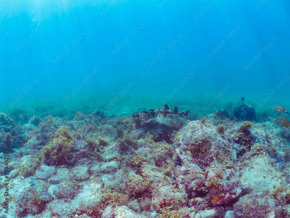 Naklejka premium 大きな美しいオオセ（オオセ科）。日本国静岡県伊豆半島賀茂郡南伊豆町中木から渡し船で渡るヒリゾ浜-2024年7月The large and beautiful Japanese wobbegong shark (Orectolobus japonicus Regan). 