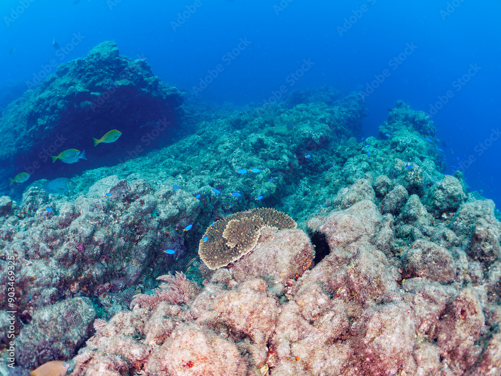 Fototapeta premium テーブルサンゴに集まる、美しいソラスズメダイ（スズメダイ科）、キビナゴ（ニシン科）他の群れ。 日本国静岡県伊豆半島賀茂郡南伊豆町中木から渡し船で渡るヒリゾ浜-2024年7月 Heavenly Damselfish (Pomacentrus coelestis) Silver-Stripe Round Herrings (Spratelloides gracilis) 