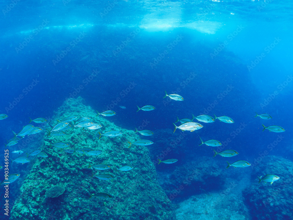Fototapeta premium キビナゴの大群を襲う迫力あるカンパチ（アジ科）の群れ。日本国静岡県伊豆半島賀茂郡南伊豆町中木から渡し船で渡るヒリゾ浜-2024年7月Greater Amberjack (Seriola dumerili) Rainbow Runner (Elagatis bipinnulata) Silver-Stripe Round Herrings (Spratelloides gracilis). 