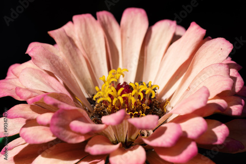 close up of a pink flower