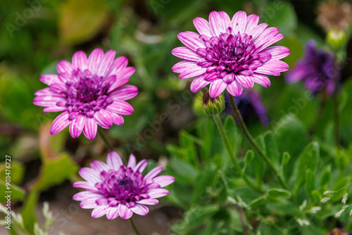 flower in the garden