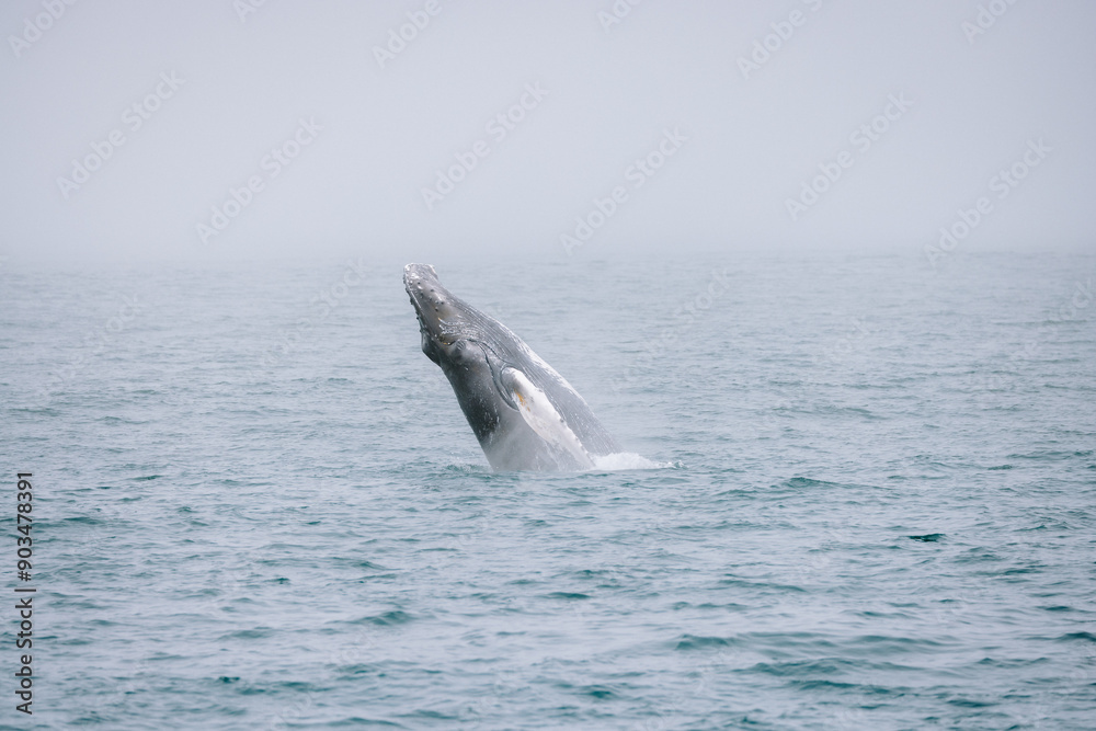 Obraz premium Whale breaching ocean