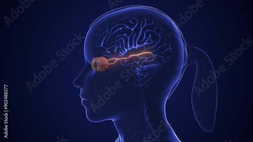 The optic nerve and its visual connection with the brain