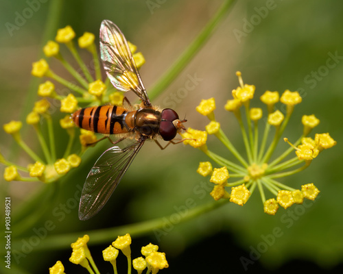 Bilde på lerret A hoverfly with enormous eyes is captured feeding on a vibrant yellow dill flower, viewed from above
