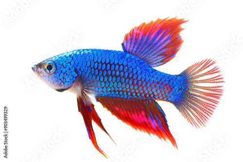 Vibrant Blue and Red Betta Fish with Fanned Fins