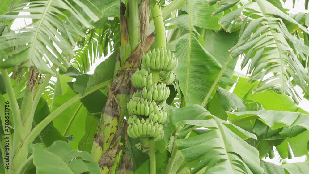 Banana on tree. Nature food in garden farm. Fruit. Banana on tree. Nature food in garden farm. Fruit.