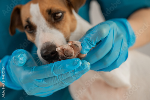A veterinarian applies wax to the paws of a Jack Russell Terrier dog.