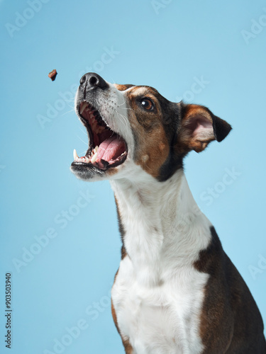 фотографія A spirited mixed breed dog leaps up, its eyes and mouth wide open in anticipati