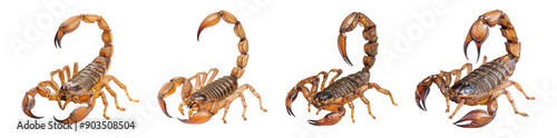 Four Scorpions on White Transparent Background photo