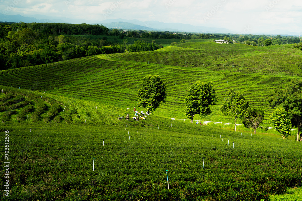 Group of people harvesting tea in tea plantation. Chiang Rai, Thailand Group of people harvesting tea in tea plantation. Chiang Rai, Thailand