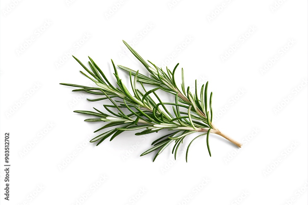 Fototapeta premium Branch of fresh rosemary isolated on white background