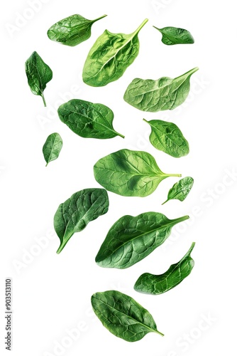 Falling spinach leaf isolated on white background