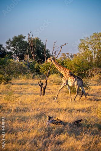 Photography giraffe is a large African hoofed mammal belonging to the genus Giraffa