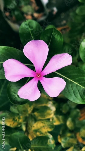Beautiful Nayantara flower.  ‘Madagascar Periwinkle’ in English, ‘Nayantara’ in Bengali, ‘Ushamalari’ in Malayalam, and ‘Sadapushpa’ in Hindi. photo