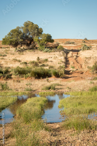 Waterhole in front of dry brown grassy hill with tree