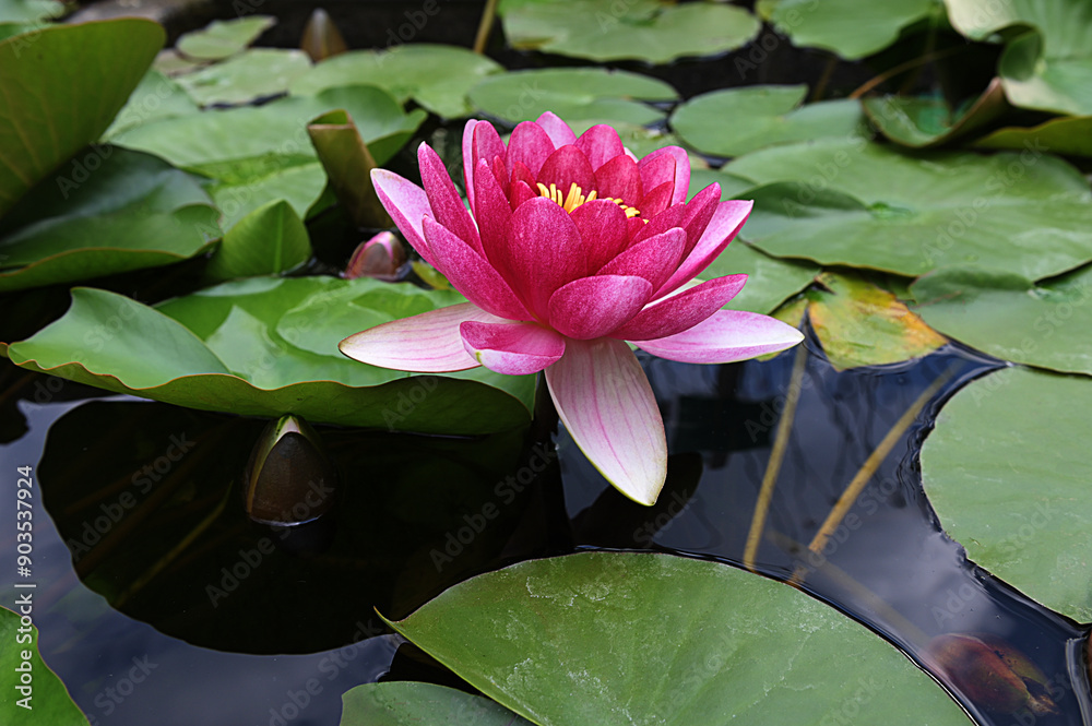 Water lily plant nymphaea candida on the lake Water lily plant nymphaea candida on the lake