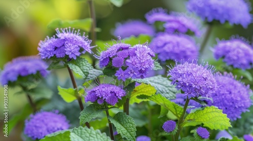 Ageratum mexicanum flowers close up in a garden horizontal image photo