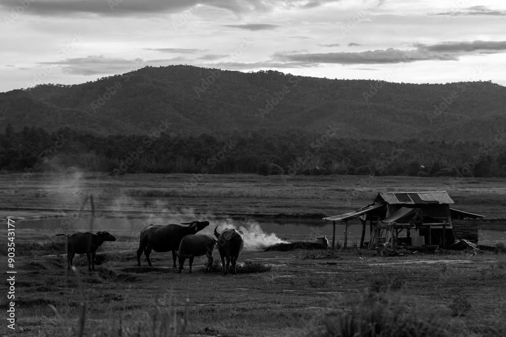 Obraz premium A set of images of Thai buffalo which nowadays are becoming less and less and there is a beautiful mountain in the background that tells the Thai way of life.
