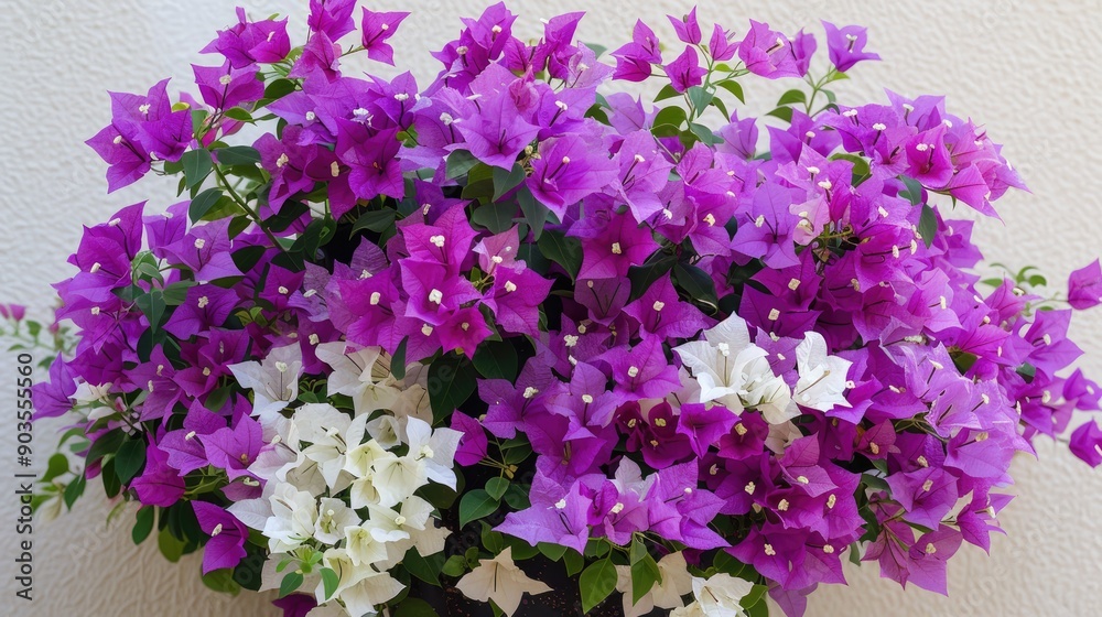 Fototapeta premium Bougainvillea blooms in clusters with purple and white mixed flowers in various colors