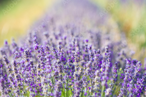 Close-up of a lavender plant in the Pyrenees in Catalonia