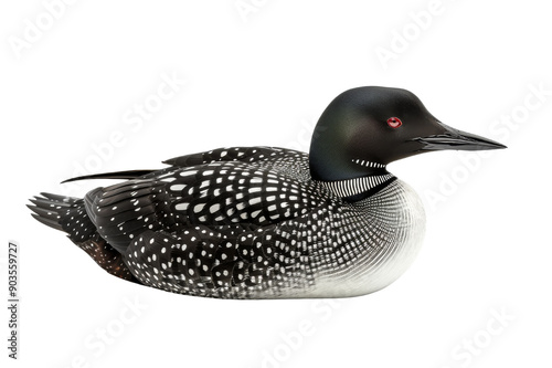 Common Loon Bird