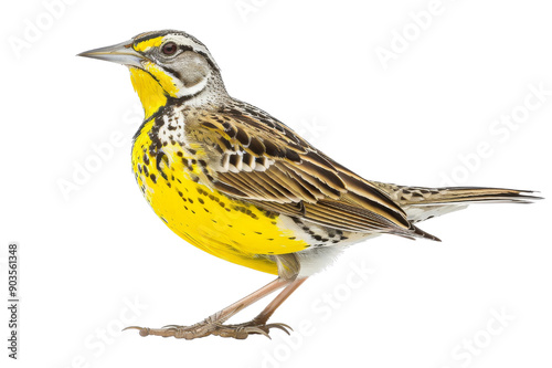 Yellow Bird with Black Spots 