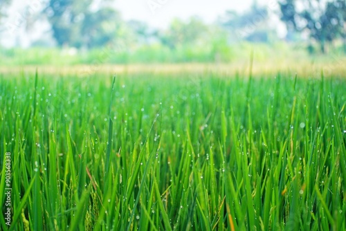 view of rice plants with dew sticking to them in the morning