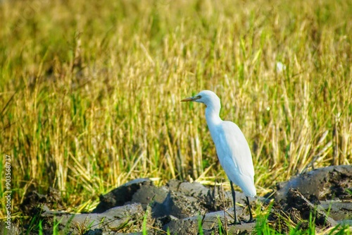 the crane stands alone in the rice fields