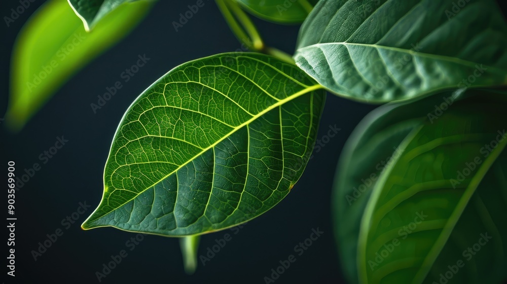 Close up image of Ziziphus mauritiana leaf from behind on a dark backdrop Close up image of Ziziphus mauritiana leaf from behind on a dark backdrop