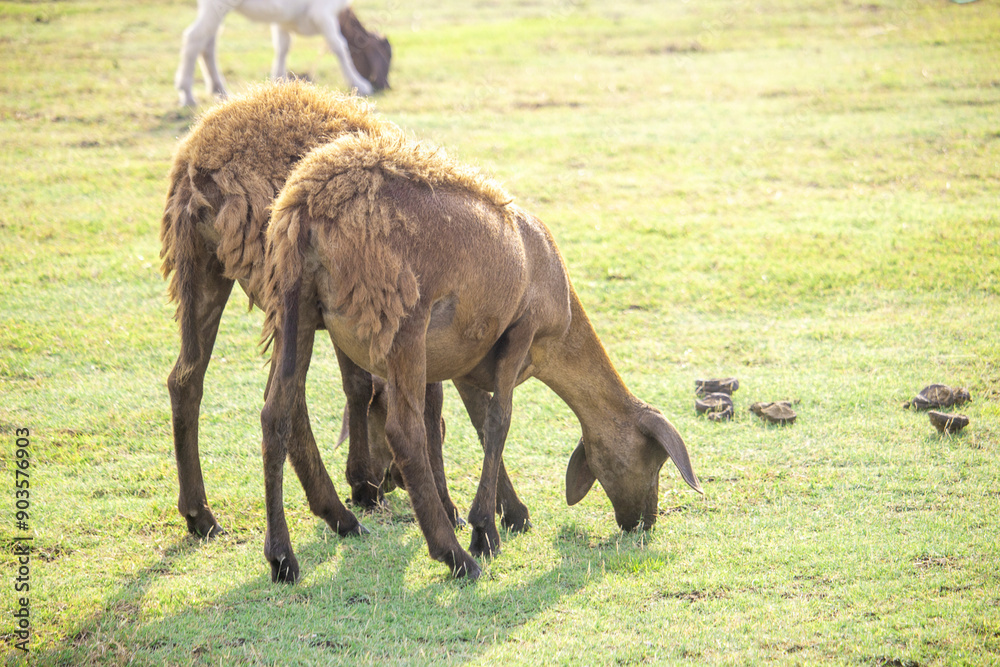 Fototapeta premium Brown and white goat grazing in the field.