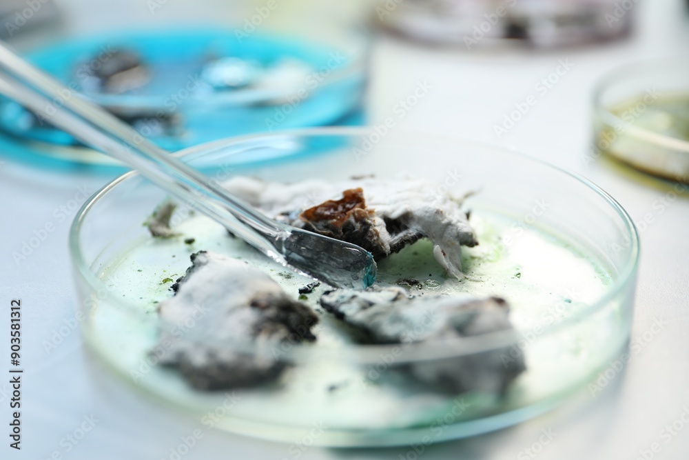 Researching sample in petri dish at light table, closeup Researching sample in petri dish at light table, closeup