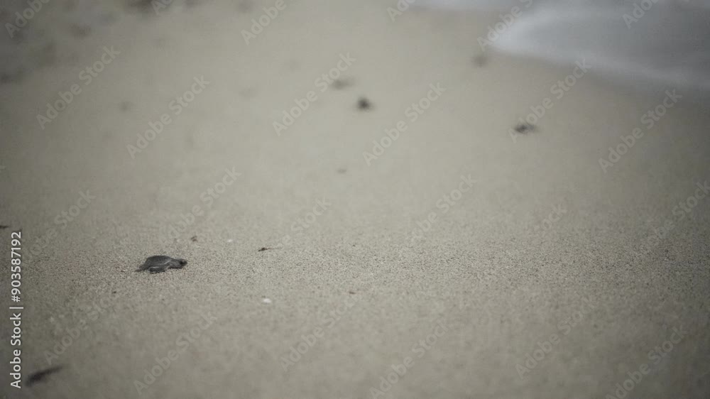 Baby newborn soft shell sea turtle crawl white sand beach try reach sea night turtle footprints creature journey ocean shimmering waves natural instinct beautiful wildlife scene landscape Iran dubai Baby newborn soft shell sea turtle crawl white sand beach try reach sea night turtle footprints creature journey ocean shimmering waves natural instinct beautiful wildlife scene landscape Iran dubai