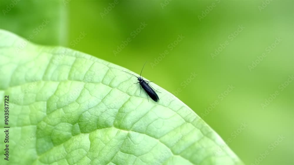 Slow-motion of a black rolled-winged stonefly surveying its surroundings from edge of a gently swaying green leaf. Tiny flies flit about in background, showcasing vibrant microcosm of insect life. Slow-motion of a black rolled-winged stonefly surveying its surroundings from edge of a gently swaying green leaf. Tiny flies flit about in background, showcasing vibrant microcosm of insect life.