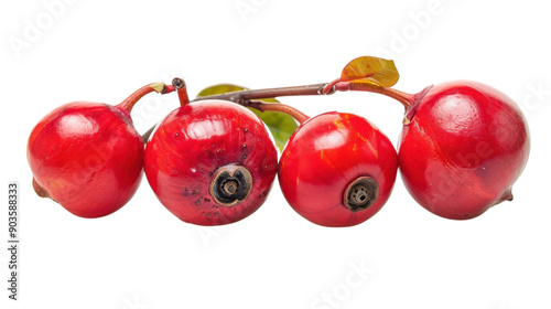 Red guarana on transparent background photo