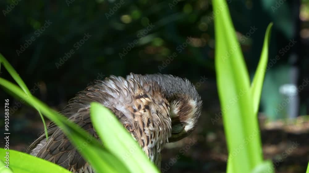 A ground-dwelling bush stone-curlew, burhinus grallarius perched in underbrush, preening and grooming its feathers, close up shot. A ground-dwelling bush stone-curlew, burhinus grallarius perched in underbrush, preening and grooming its feathers, close up shot.