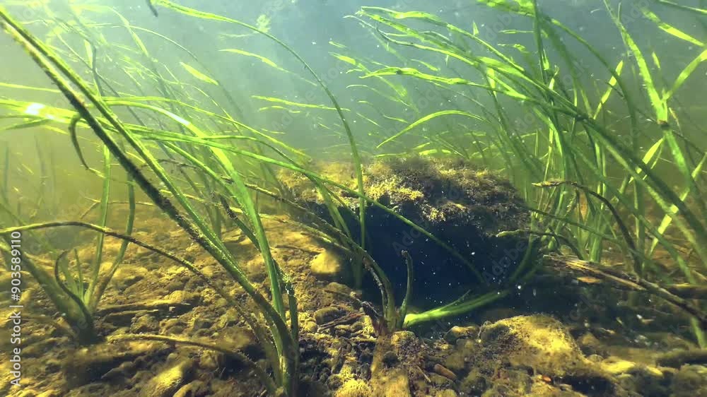 Underwater view of shallow river with aquatic plants in sun rays. Estonia. Underwater view of shallow river with aquatic plants in sun rays. Estonia.