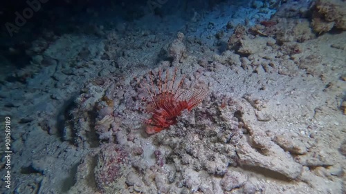 One Spotfin Lionfish Pterois antennata lying still on sandy seabed at night photo