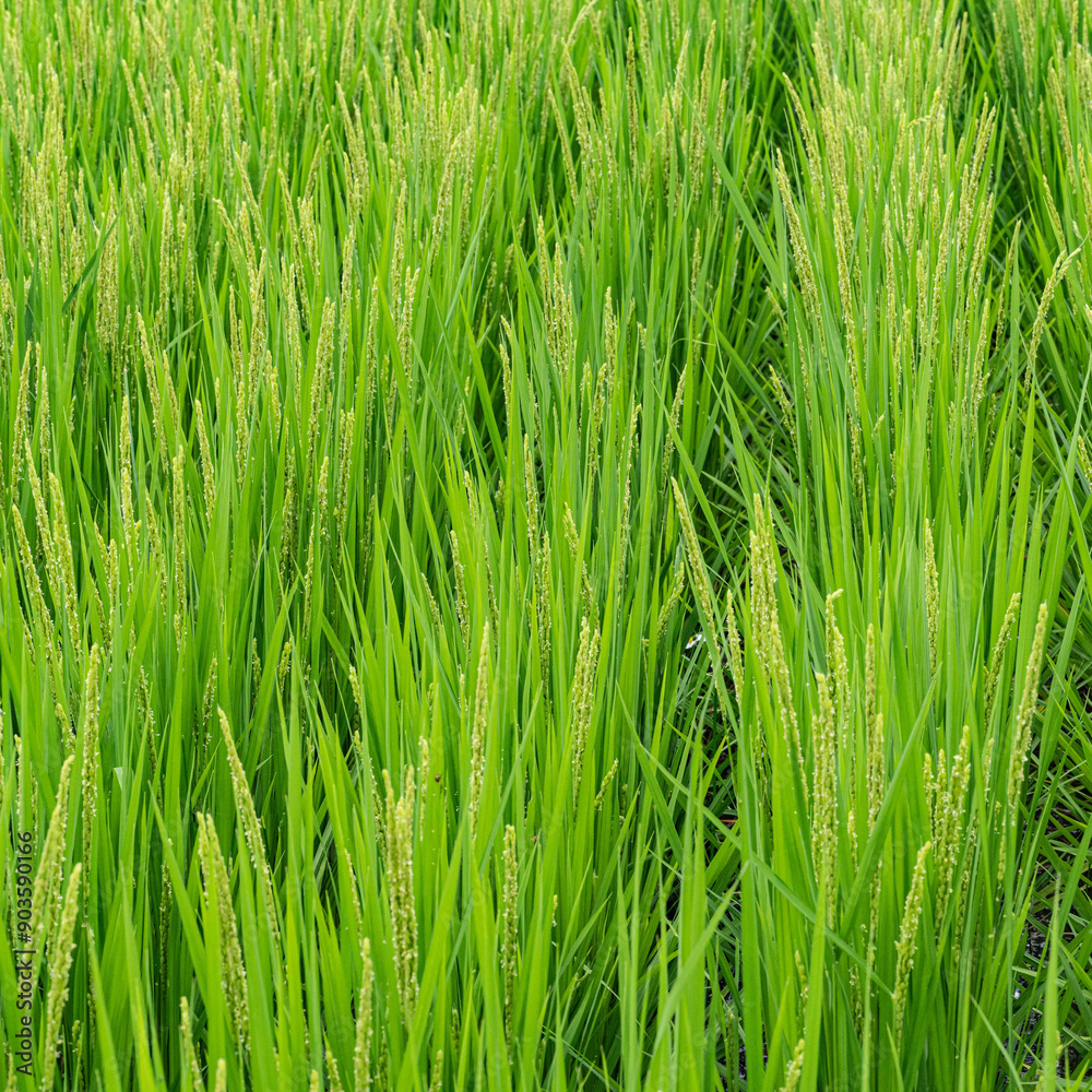 天候が優れない７月