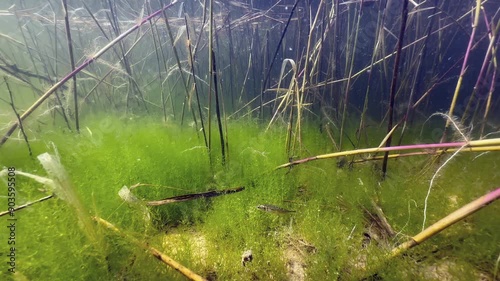 Ninespine stickleback swimming at the bottom of the pond. Estonia. photo