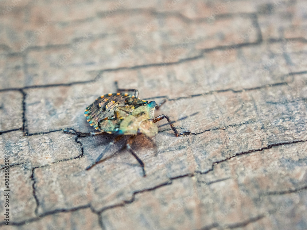 A close-up view of the bedbug with detailed textures and vibrant colors, highlighting its uniqueness and natural beauty A close-up view of the bedbug with detailed textures and vibrant colors, highlighting its uniqueness and natural beauty