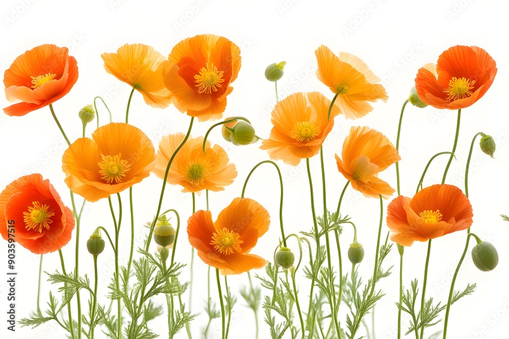 Naklejka premium Iceland poppy flowers on white background, AI Generated