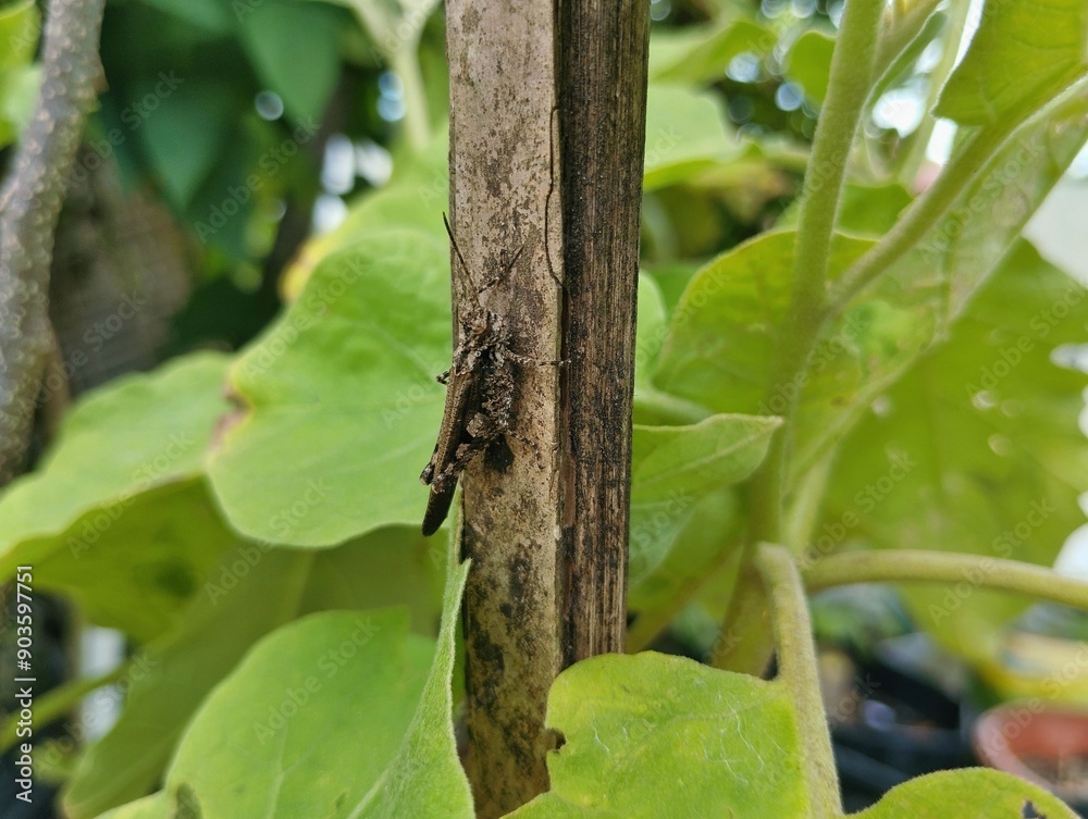 Brown grasshopper sitting on a tree 