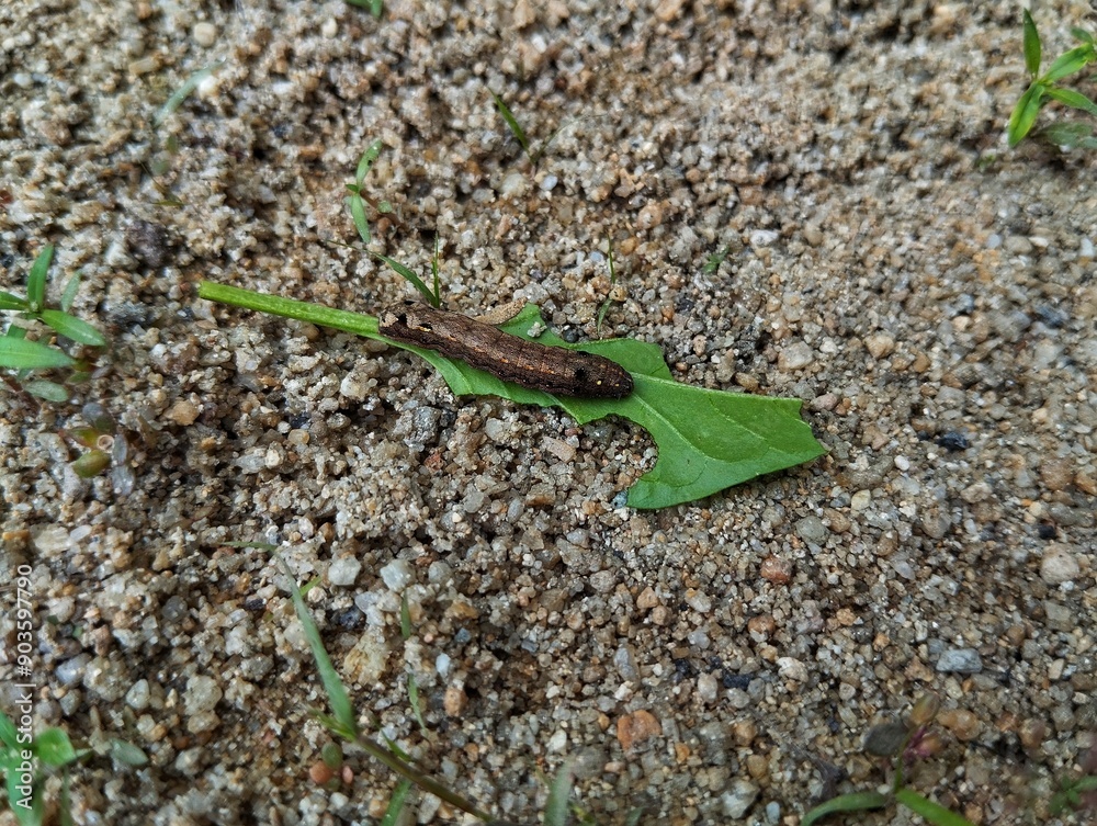 Fototapeta premium Caterpillar sitting on a green leaf 